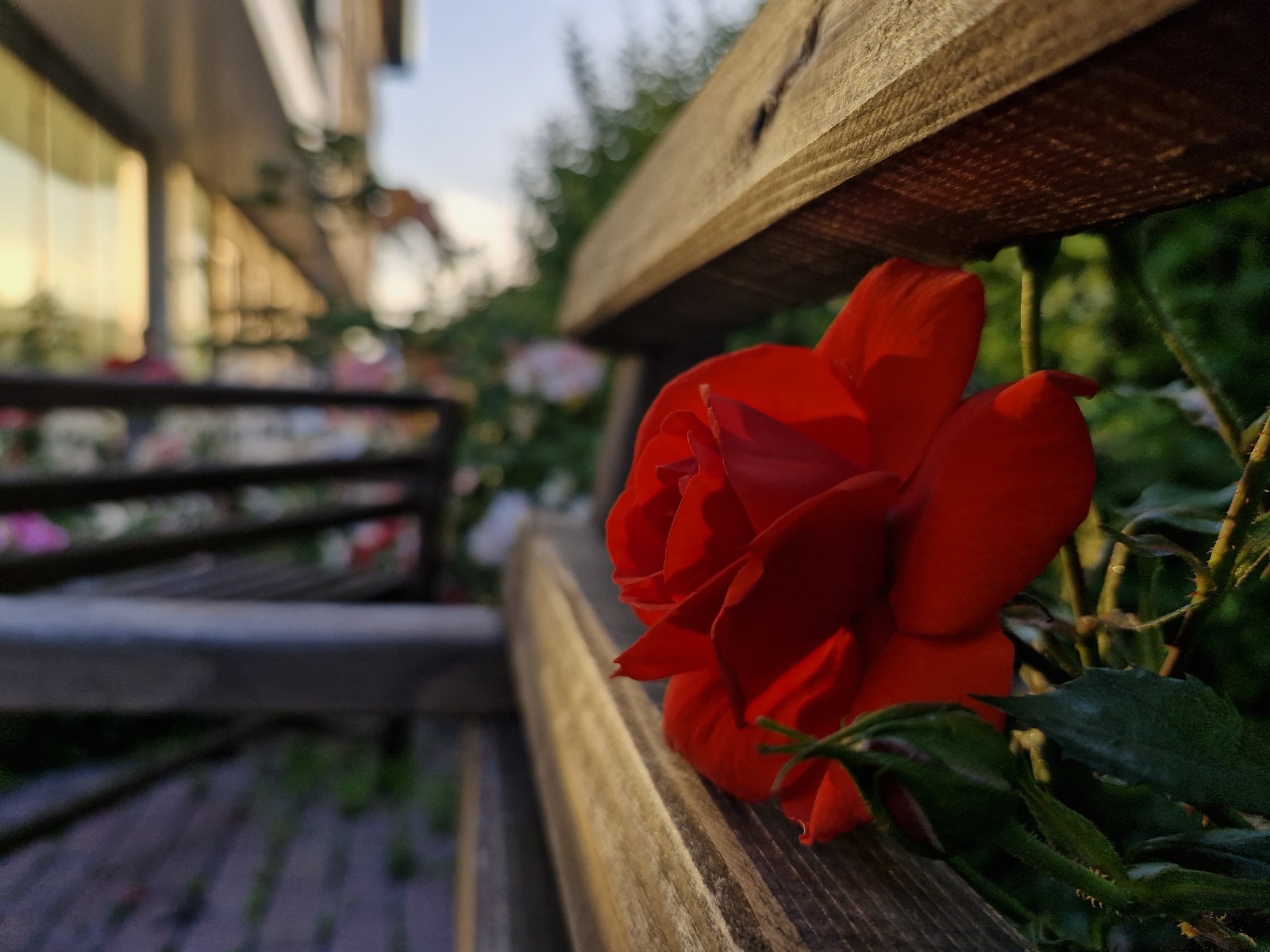 Fotoğraf:Mirac Ali TAŞ