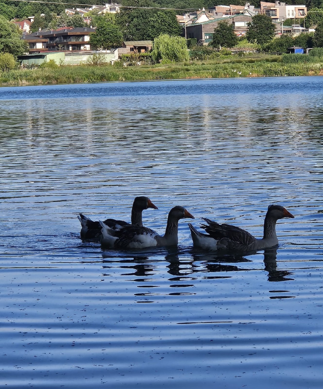 Fotoğraf: Nida GÜLIRMAK